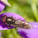Hoverfly IMG_5242