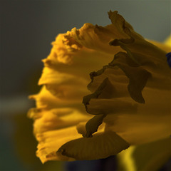 Daffodil 2