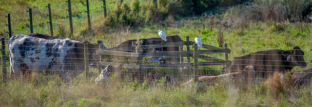 Cattle with cattle egrets