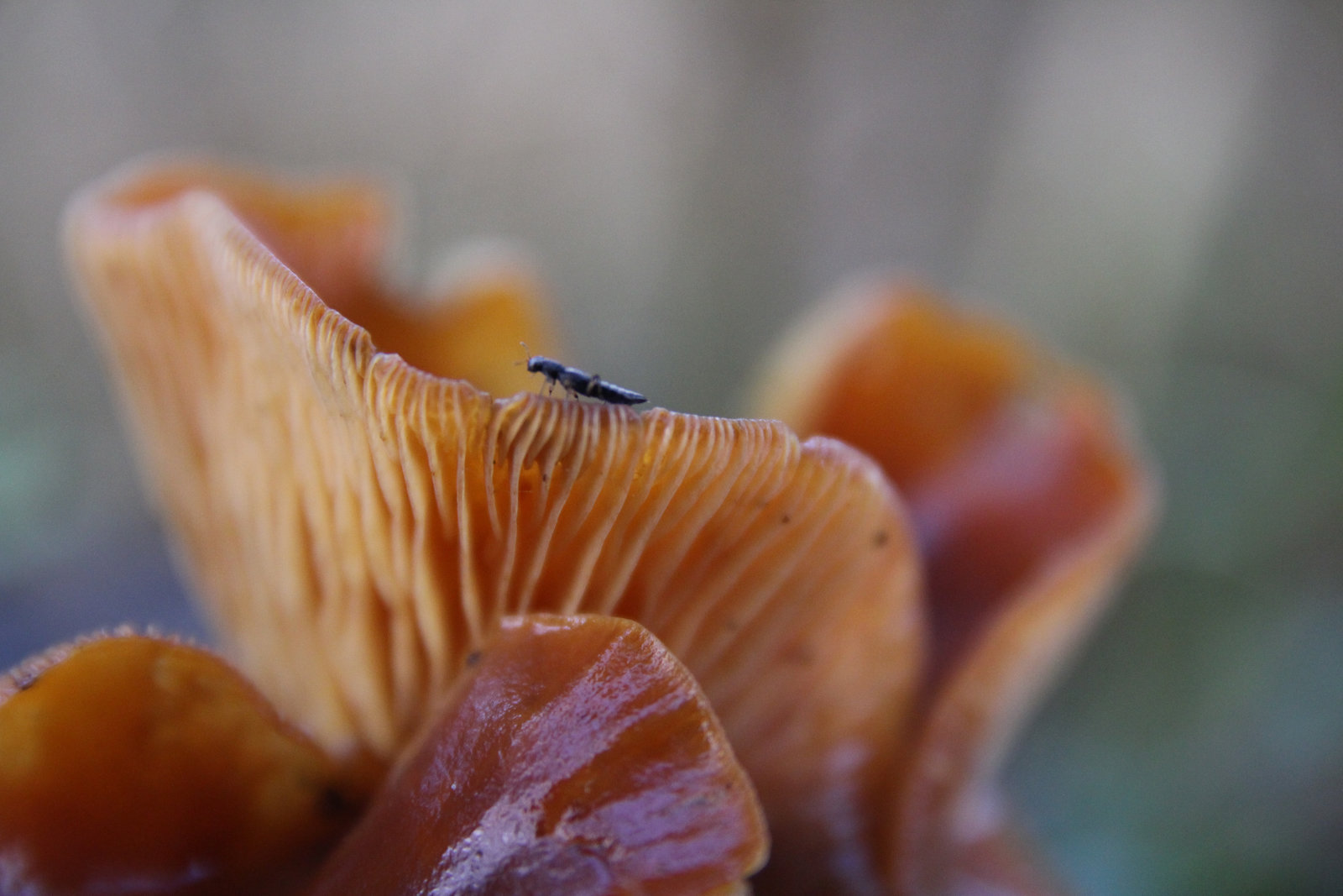 Pilz mit Besuch