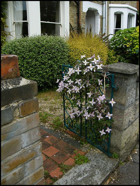 clematis on the gate