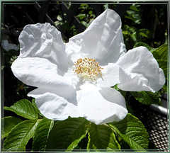 Rose 'Bienenweide Weiß'...  ©UdoSm