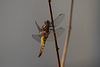 Broad-bodied Chaser dragonfly