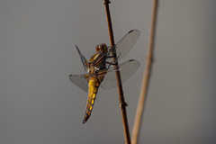 Broad-bodied Chaser dragonfly