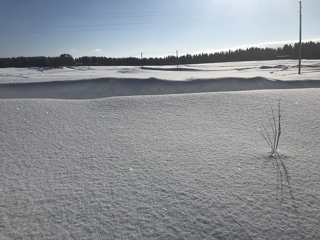 trying to capture the glitter of the snow