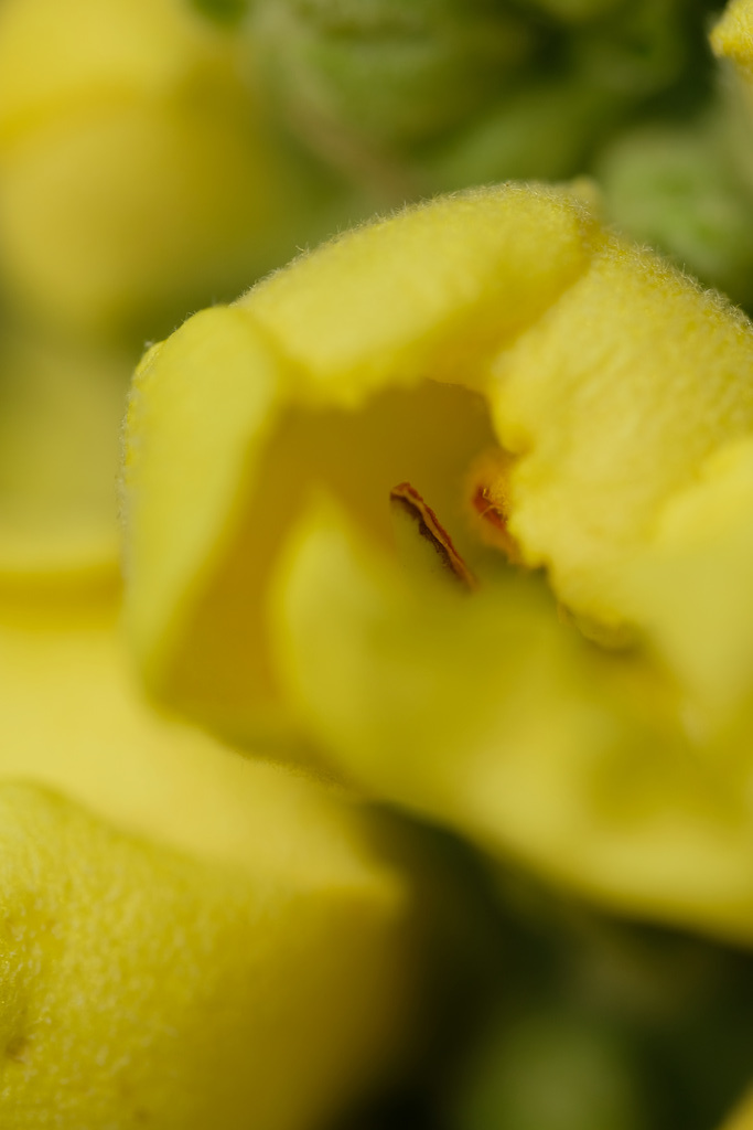 DSCF6940