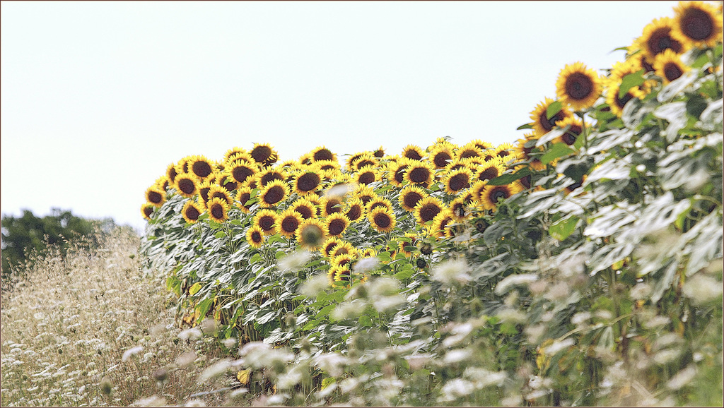 Tournesols