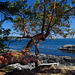 Seaside Arbutus Tree