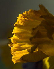 Daffodil 1