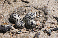 Killdeer Eggs