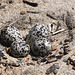 Killdeer Eggs