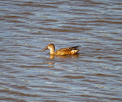 Shoveler duck