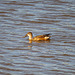 Shoveler duck