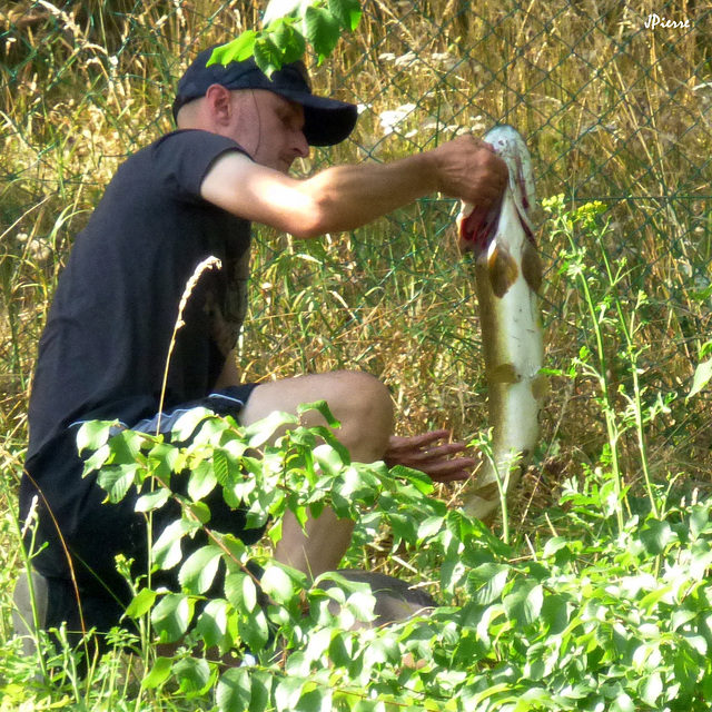 Capture d'un beau brochet.. qui sera relâché.