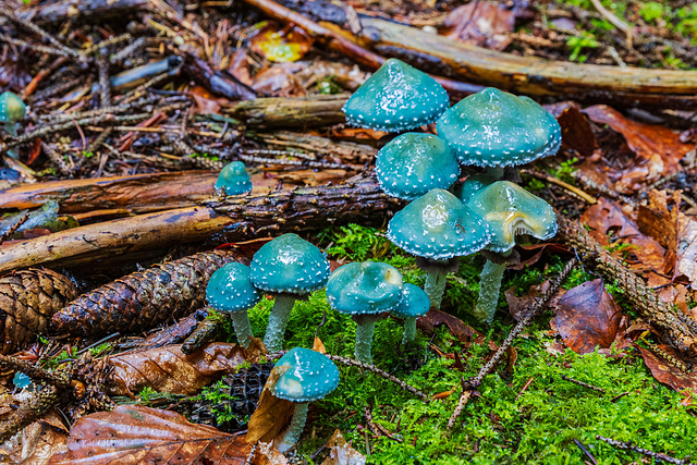 Was so im Wald wächst