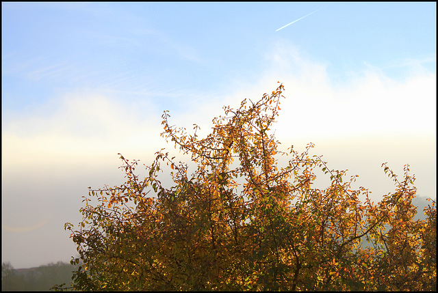 Prunellier -parure automnale (1)