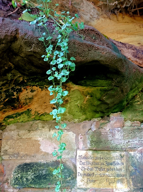 Gundelrebe auf Sandstein