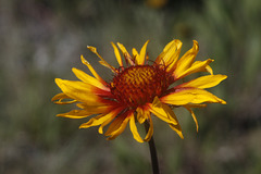 Blanket Flower