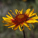 Blanket Flower