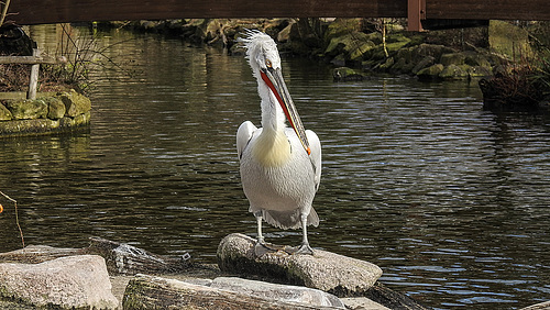 20200301 6563CPw [D~MS] Krauskopfpeleikan, Zoo,  Münster
