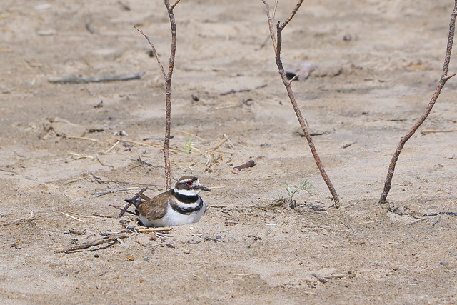 Killdeer