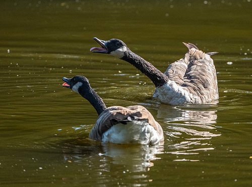 Canada geese