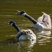 Canada geese