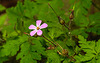 20200608 8153CPw [D~LIP] Blume, Bad Salzuflen