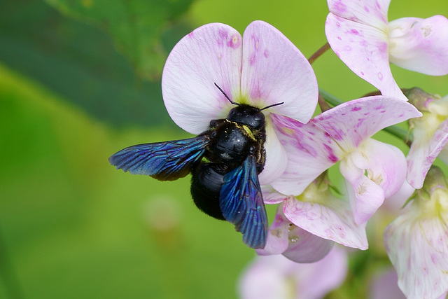 Große Blaue Holzbiene an Wicke