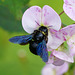 Große Blaue Holzbiene an Wicke