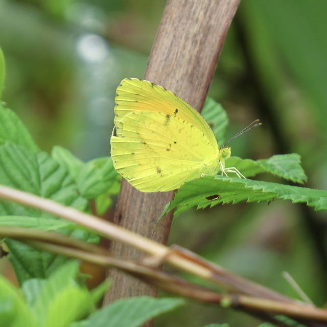 Little yellow butterfly (that's its official name) Little yellow butterfly (that's its official name)