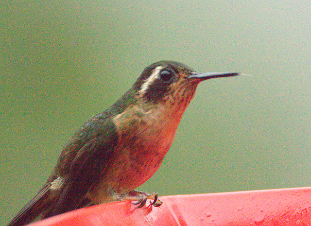 IMG 7085Hummingbird