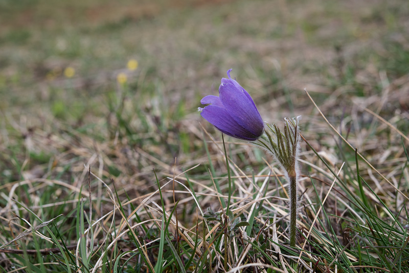 WESTHALTEN: Une Anémone pusatille (Anemone pulsatilla).02