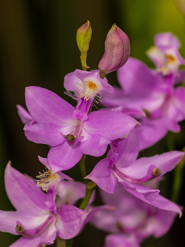 Calopogon tuberosus (Common Grass-pink orchid)