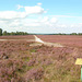 Segelflugplatz in der Fischbeker Heide