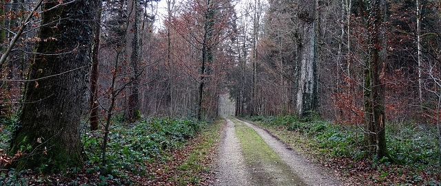 winter stroll without snow