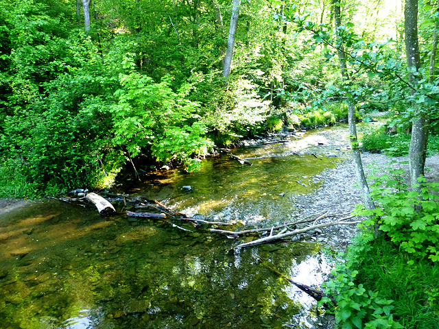 DE - Hürtgenwald - On the Kalltal trail