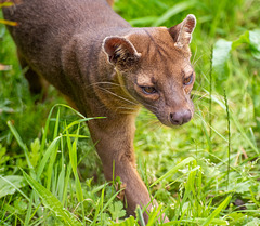 Fossa