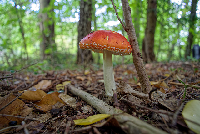 19.09.29 Fliegenpilz