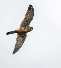 Kestrel