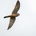 Kestrel