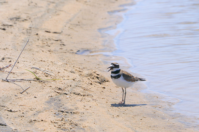 Killdeer