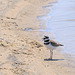 Killdeer