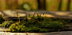 Brand New Little Mossy Worlds