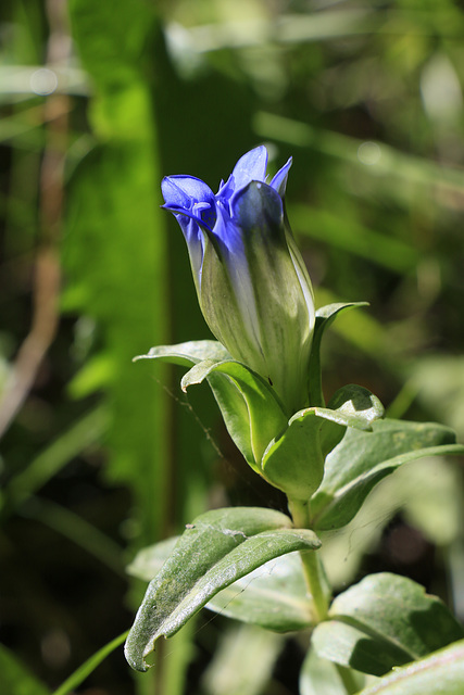 Bottle Gentian