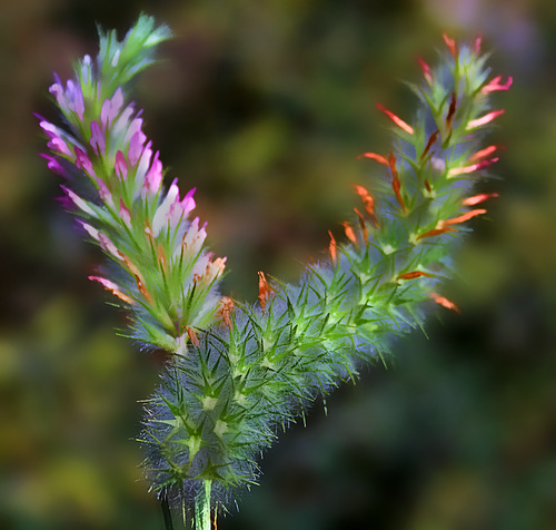 Fleurs des montagnes pour Andy.