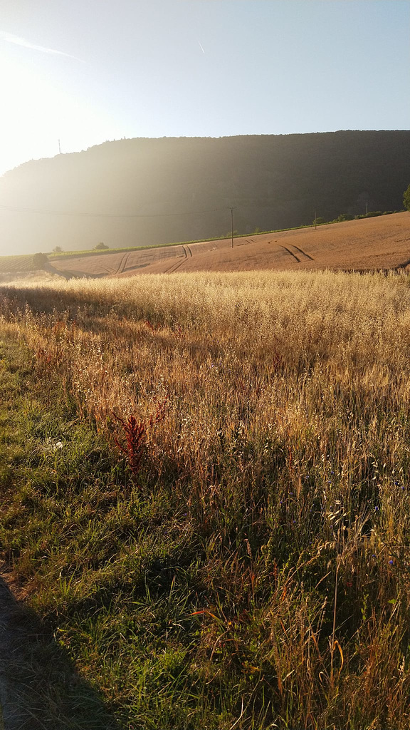 fields of gold