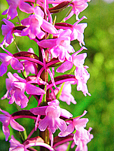 Small  Orchid