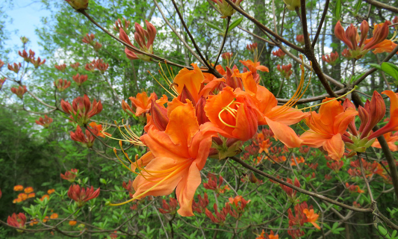 Azalea Flowers