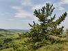 Limber Pine on Timber Ridge